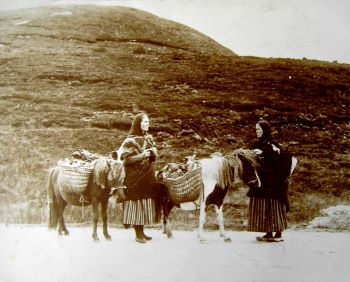 Shetland_ponies_ca_1900